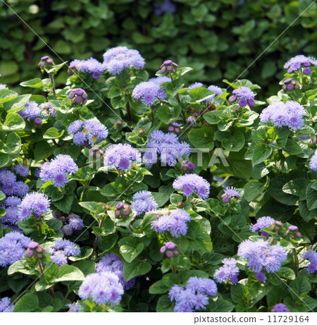 Agelatum Agelatum 11729164