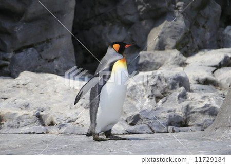 King penguin 11729184