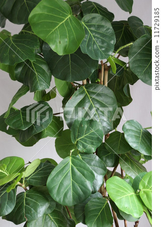 Hummabu-do Hummabu-do 11729185