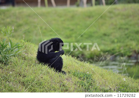 Kirara forest 11729282
