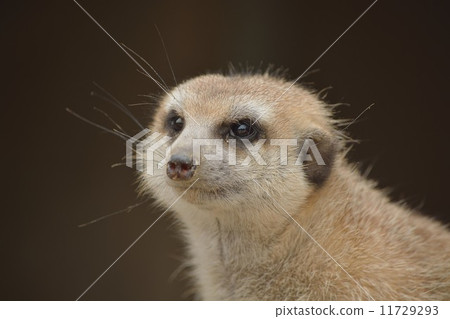 Kirara forest 11729293