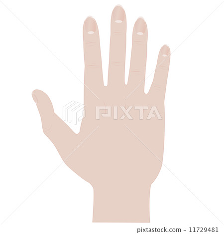 手掌 手掌 11729481