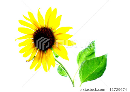sunflower sunflower 11729674