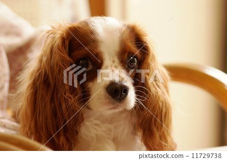 乞討 乞討 11729738