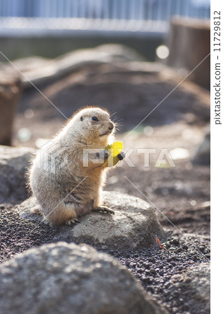 草原土撥鼠 11729812