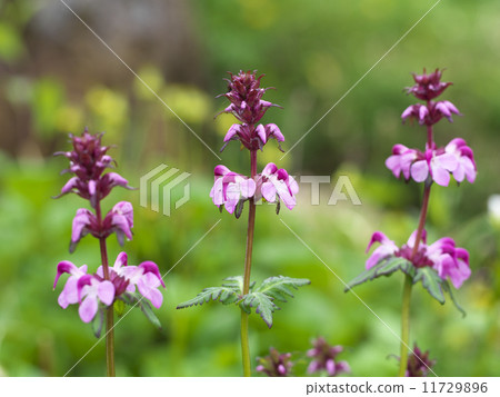 Yotsuba Shogama 11729896