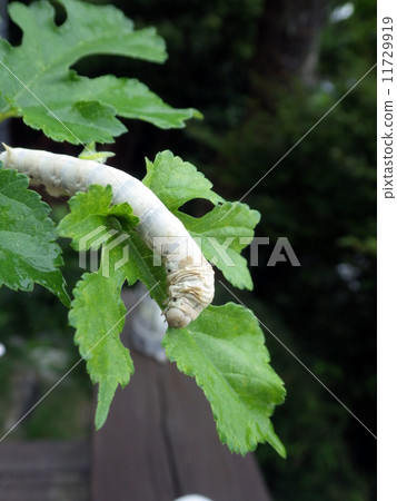 桑蠶和桑葉 11729919