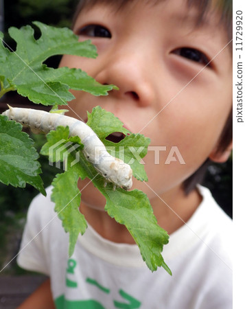 Children observing silkworms 11729920