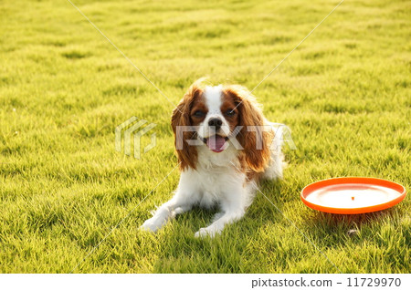 In the sunset 11729970