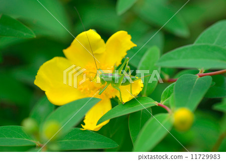 The quincebird and the grasshopper The quincebird and the grasshopper 11729983