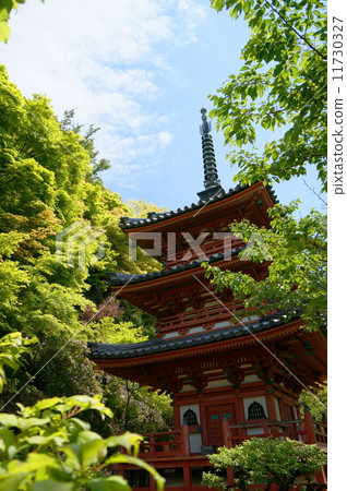 Fresh green of Mimuroto Temple 11730327