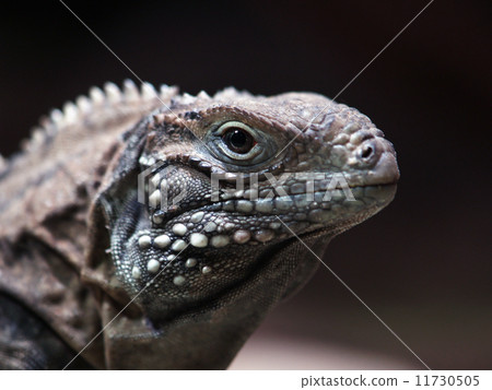 Cayman Islands ground iguana 11730505