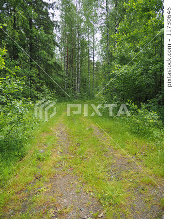 dirt road in the woods 11730646