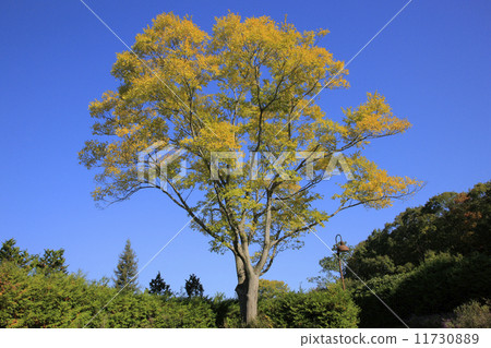 Autumn leaves Enoki 11730889