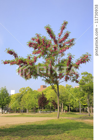 紅花Harienge 11730938