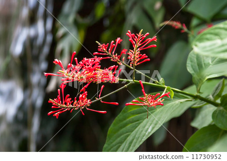 Odonteemma·strictum（Benitsutsubana） 11730952