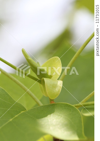 Wild young leaves of turpentine 11731015