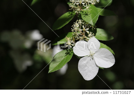 Koga Tutsugi 11731027