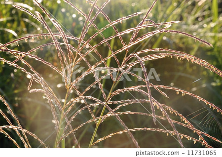 芒草 11731065