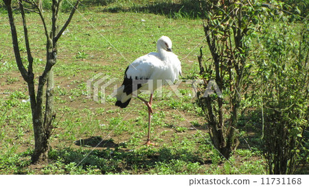Stork 11731168