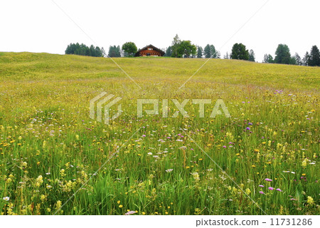 Alpe di Siusi Zaiser Alm Seiser Alm Alpe di Siusi Zaiser Alm Seiser Alm 11731286