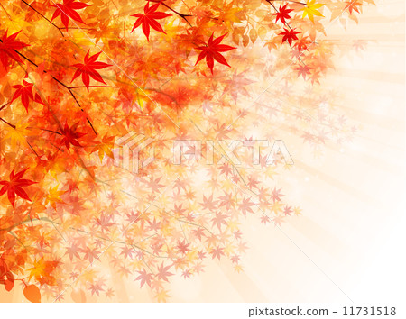 槭樹秋葉背景 槭樹秋葉背景 11731518