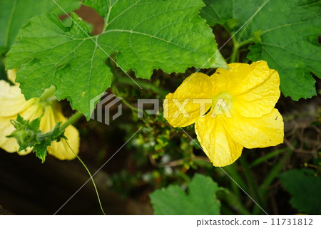 Fuyuki flower 11731812