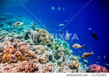 Tropical Coral Reef. 11732005