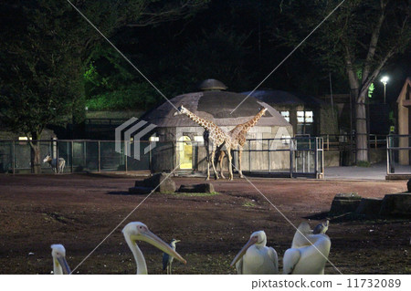 神秘的晚上長頸鹿（多摩動物園） 11732089
