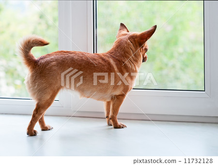 Red chihuahua dog standing on window sill. 11732128