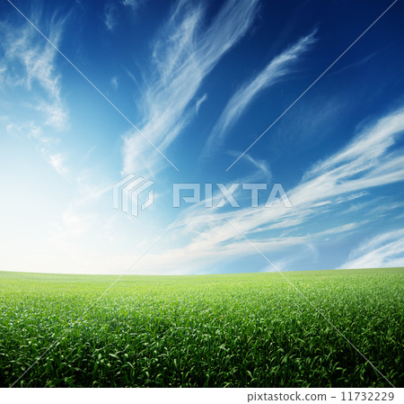 oat field and sunny sky 11732229