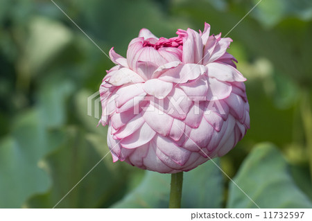 Summer flower lotus (Senbu Lian) @ Gyoda · Ancient lotus no Sato 11732597