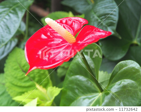Anthurium · fly anthurium (red) Anthurium · fly anthurium (red) 11732642