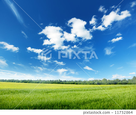 oat field and sunny sky 11732864