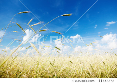 field of rye and sunny day 11732878