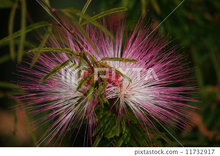 Tokiwa Nemnoki Tokiwa Nemnoki 11732917