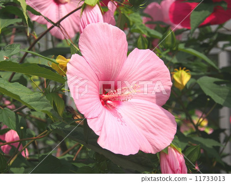 Titan Bicalus Titan Bicalus 11733013