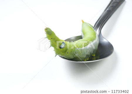 Giant Asian juicy caterpillar moves slowly over a spoon on a white background. 11733402