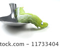 Giant Asian Caterpillar Isolated on White 11733404