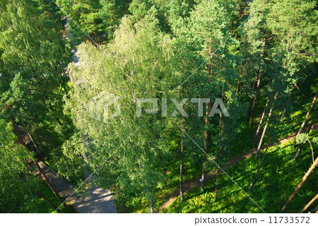 fir tree forest in morning time fir tree forest in morning time 11733572