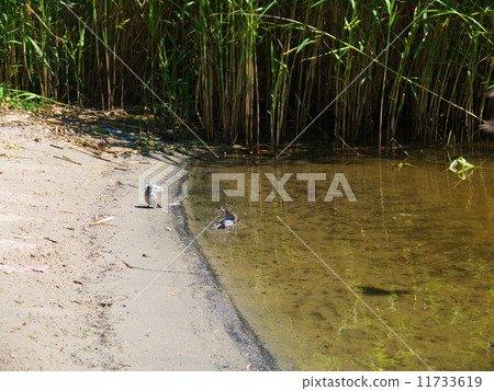 Sandpiper wading bird at river shore 11733619