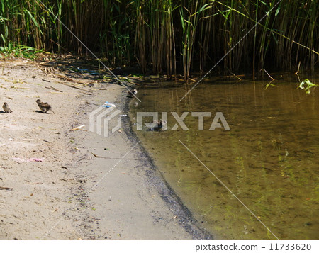 Sandpiper wading bird at river shore 11733620