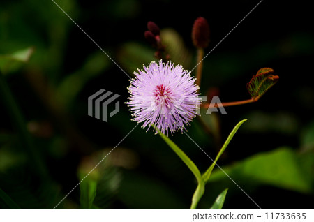 close up of Mimosa Pudica 11733635