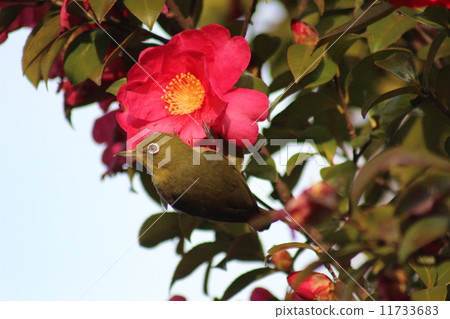 一隻白眼珠來吸茶梅的花蜜。 11733683