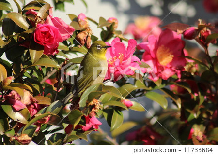 A white-eye came to suck the nectar of a sasanqua. A white-eye came to suck the nectar of a sasanqua. 11733684