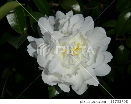 純白花插花的一朵花,將它視為牡丹。 純白花插花的一朵花,將它視為牡丹。 11733708