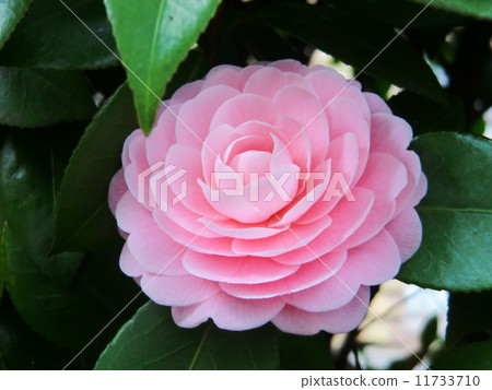 雙花開花花的花。 雙花開花花的花。 11733710