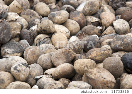 Vegetable Ivory - Tagua Seeds 11733816