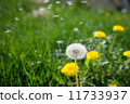  蒲公英 11733937