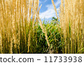 小麥 11733938
